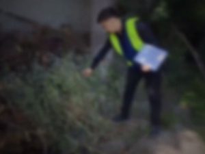 Farg‘onada 30 kg “ko‘knori” hosilini tomorqasida saqlayotgan shaxs ushlandi (video)