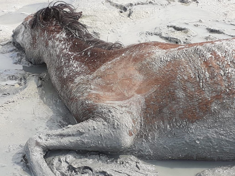 Qozog‘istonda yuzdan ortiq ot nobud bo‘ldi