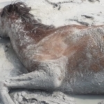 Qozog‘istonda yuzdan ortiq ot nobud bo‘ldi