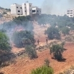 Isroillik askarlar G‘arbiy Sohilda bug‘doy dalalariga o‘t qo‘ydi
