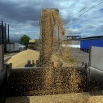 Польша ва Венгрия Украина ғалласига тақиқ қўйди. Бунга ЕИ нима дейди?