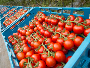 Rossiya O‘zbekiston pomidori importiga qo‘yilgan taqiqni yumshatdi