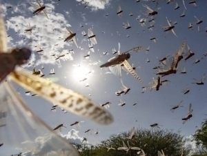 O‘zbekiston, Qozog‘iston va Qirg‘iziston chigirtkalarga qarshi kurashda birlashadi