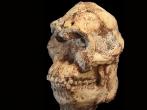 Олимлар 3,7 млн ёшли одамнинг юзини қайта тиклади