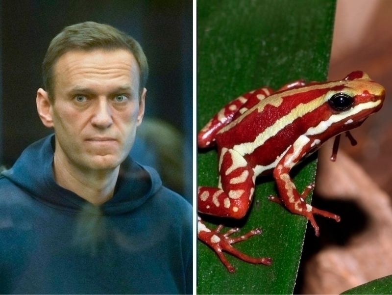 Navalniy qurbaqaning zahri bilan o‘ldirilgan – OAV