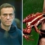 Навальний қурбақанинг заҳри билан ўлдирилган – ОАВ