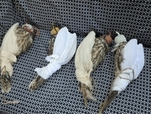 Лочинларни қийнаб, бошқа мамлакатга олиб чиқмоқчи бўлган шахс ушланди 