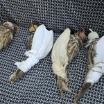 Individual arrested for attempting to smuggle falcons abroad