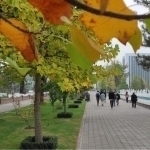Ertaga ayrim hududlarda havo harorati 3 darajagaça soviydi