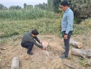 Citizen causes 260 million soums of damage by illegally cutting down 5 trees in Tashkent region