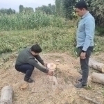 Citizen causes 260 million soums of damage by illegally cutting down 5 trees in Tashkent region