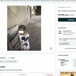 Toshkentda aka “quloqsiz” ukasini onlayn sotuvga qo‘ydi