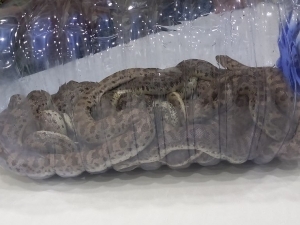 Attempt to smuggle rare snakes abroad thwarted at Navoi border customs