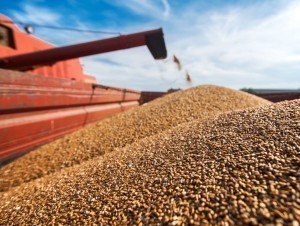 Uzbekistan buys a record amount of wheat from Kazakhstan