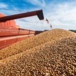 Uzbekistan buys a record amount of wheat from Kazakhstan