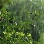 How does the arrival of spring rainfall affect agricultural crops?