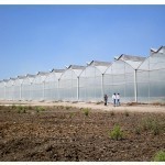Greenhouses in Uzbekistan are on the brink of disaster – an expert
