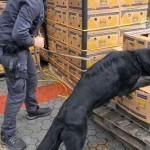 Италияда банан қутилари орасига яширилган қарийб уч тонна кокаин топилди