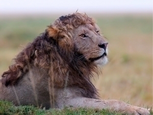 Jingalak “sochli” sher tarmoqni “portlatdi” (video)