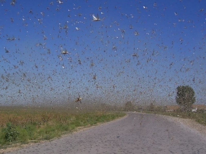 Ўзбекистонда марокаш чигирткаси пайдо бўлди (видео)