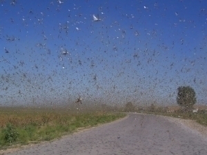 Ўзбекистонда марокаш чигирткаси пайдо бўлди (видео)