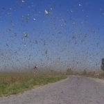 O‘zbekistonda marokash chigirtkasi paydo bo‘ldi (video)