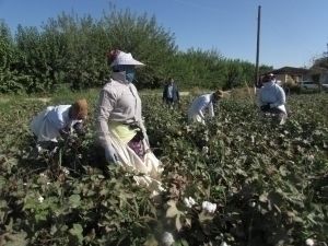 Ҳокимлик алдади: Сурхондарёда аёллар мажбуран теримга чиқарилгани тасдиқланди