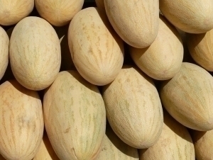 Qirg‘iziston O‘zbekistonning 21 tonna qovunini qaytarib yubordi (video)