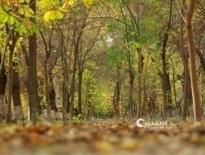 Ayollar hukmronligi porno video