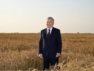 Mirziyoyev sholi dalasiga bordi