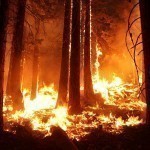 Энди сунъий интеллект ўрмон ёнғинларини аниқлай олади