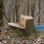 In Fergana, officials caused 4.6 billion sums worth of damage to nature