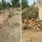 Buxorodagi daraxtkushlik oqibatida tabiatga 1,7 mlrd so‘m zarar yetkazildi