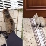 Alloh yaratgan har bir mavjudotning qadri bor – Saida Mirziyoyeva (video)