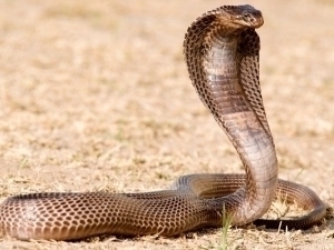 Ilonlar shousida sayyohni kobra chaqib o‘ldirdi