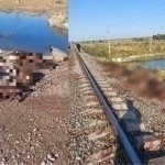 Жамбилда поезд 70 бош қўйни босиб кетди