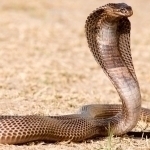 Ilonlar shousida sayyohni kobra chaqib o‘ldirdi