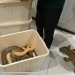 Person detained for keeping a tiger and snake at home