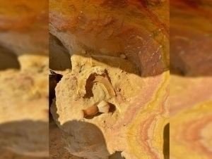 Тожикистондан динозаврнинг бош суяги топилди 