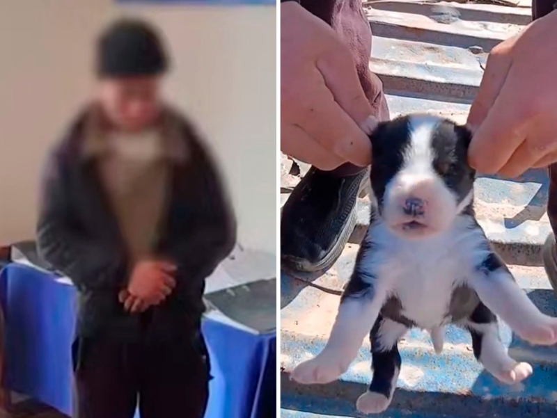 It bolasining quloqlarini vahshiylarcha uzib tashlagan shaxs ushlandi (video)