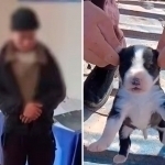 It bolasining quloqlarini vahshiylarcha uzib tashlagan shaxs ushlandi (video)