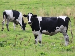 O‘zbekistonda barcha hayvonlar pasport olishi shart bo‘ladi