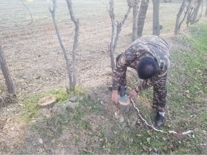 A citizen is fined for cutting down 21 birch trees in Kashkadarya