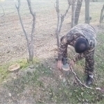 Qashqadaryoda 21 tup qayrag‘ochni kesgan fuqaro jarimaga tortildi