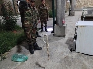 Buxorodagi uydan 2 metrlik ilon chiqdi