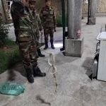 2-meter snake emerges from house in Bukhara