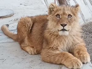 Bukhara resident faces charges for keeping wild lion at home 