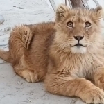 Bukhara resident faces charges for keeping wild lion at home 