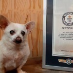 Dunyodagi eng qari it Ginnes rekordlar kitobiga kiritildi