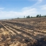 Individuals who set fire to 47 grain fields in Andijan were fined